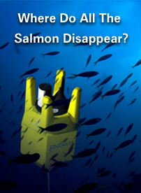 Where Do All The Salmon Disappear?